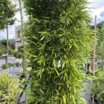 Bambus (Phyllostachys bissetii) - výška 250 cm, kont. 2xC60L – BRÁNA (-26°C)